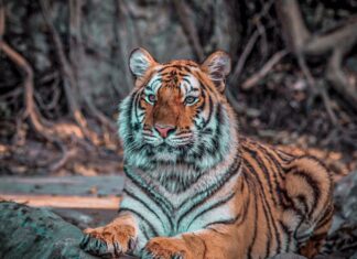 Safari Booking Bandhavgarh: Your Gateway to the Ultimate Wildlife Adventure Safari Booking Bandhavgarh