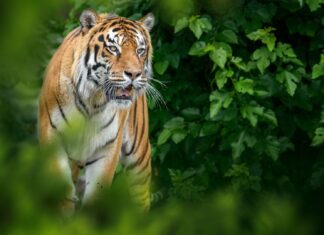 Roar of the Wild: Exploring the Thrill of a Tiger Safari in India Tiger Safari In India