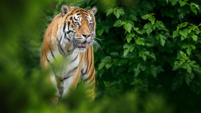 Tiger Safari In India