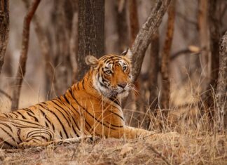 Discover the Wild Majesty: Experience the Thrill of a Tiger Safari in Ranthambore