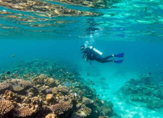 Unlocking the Silent World: The Magic of the Andaman Sea scuba diving in Havelock